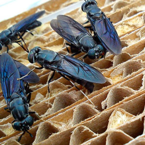 Insects farms | ENTOVERSE